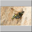 Cerceris arenaria - Sandknotenwespe w11a beim Nesteintrag Teverener Heide.jpg